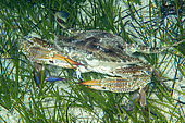 Blue swimming crab (Portunus segnis), a species known as Lessepsian, that is to say originating in the Red Sea and arriving in the Mediterranean by the Suez Canal, Marine Protected Area of Kas-Kekova, Turkey. Tropicalization of the Mediterranean