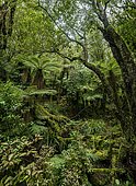 Tree ferns (Cyatheales) in the forest, Pouakai Circuit, Egmont National Park, Taranaki, North Island, New Zealand, Oceania