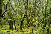 Moss-covered trees in cloud forest, Garajonay National Park, La Gomera, Canary Islands, Spain, Europe