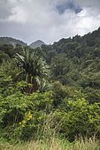 Untouched Rainforest, Te Urewera National Park, North Island, New Zealand, Oceania