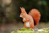 Red squirrel (Sciurus vulgaris) eating a nut on ground, Ardennes, Belgium