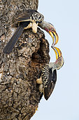 Southern Yellow-billed Hornbill (Lamprotornis leucomelas), side view of couple closing the entrance of the nest with mud, Mpumalanga, South Africa