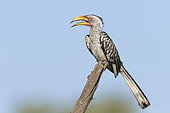 Southern Yellow-billed Hornbill (Lamprotornis leucomelas), side view of an adult perched on a dead branch, Mpumalanga, South Africa