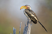 Southern Yellow-billed Hornbill (Lamprotornis leucomelas), side view of an adult perched on a dead tree, Mpumalanga, South Africa