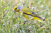 Cape Canary (Serinus canicollis), adult male feeding among the grass, Western Cape, South Africa