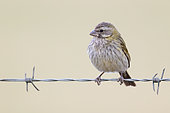 Yellow Canary (Crithagra flaviventris), front view of an adult female perched on a berbed wire, Western Cape, South Africa