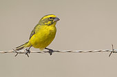 Yellow Canary (Crithagra flaviventris), adult male perched on a barbed wire, Western Cape, South Africa