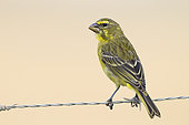 Brimstone Canary (Crithagra sulphurata), adult perched on a barbed wire, Western Cape, South Africa