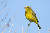 Brimstone Canary (Crithagra sulphurata), adult perched on a branch, Western Cape, South Africa
