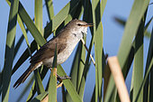 Lesser Swamp Warbler (Acrocephalus gracilirostris), side view of an adult perched among reeds, Western Cape, South Africa