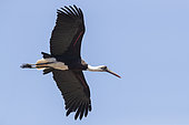 Woolly-necked Stork (Ciconia episcopus), adult in flight seen from below, Mpumalanga, South Aftica