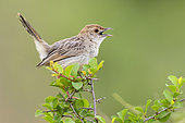 Rattling Cisticola (Cisticola chiniana campestris), adult singing from the top of a bush, Mpumalanga, South Africa