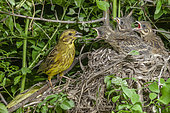 Yellowhammer (Emberiza citrinella) female feeding her young at nest, Alsace, France