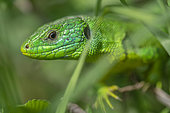 Western Green Lizard (Lacerta viridis bilineata) male in early spring, Alsace, France