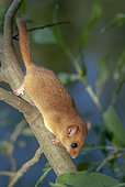 Hazel Dormouse (Muscardinus avellanarius) on a willow branch, Alsace, France
