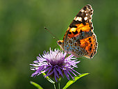 Painted lady (Vanessa cardui) on Knapweed (Centaurea sp), Vosges du Nord Regional Nature Park, France