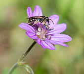 Mining bee (Lasioglossum sp) on Hedgerow geranium (Geranium pyrenaicum), solitary bees, Vosges du Nord Regional Natural Park, France