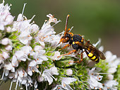 Abeille nomade (Nomada zonata) sur Menthe (Mentha sp), Parc naturel régional des Vosges du Nord, France