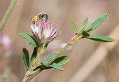 Sweat Bee (Nomioides minutissimus) on Clover (Trifolium sp), solitary bees, Vosges du Nord Regional Natural Park, France