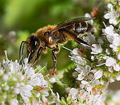 Andrène (Andrena scotica) femelle sur Menthe (Mentha sp), abeilles solitaires, Parc naturel régional des Vosges du Nord, France