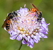 Large Scabious Mining Bee (Andrena hattorfiana) female on Field Scabiosa (Knautia arvensis), solitary bees, Vosges du Nord Regional Natural Park, France