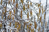 European alder (Alnus glutinosa) catkins under the snow, Vosges du Nord Regional Natural Park, France