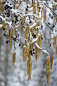 European alder (Alnus glutinosa) catkins under the snow, Vosges du Nord Regional Natural Park, France