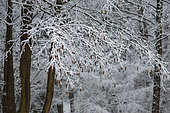European alder (Alnus glutinosa) catkins under the snow, Vosges du Nord Regional Natural Park, France