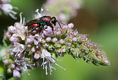 Cuckoo wasp (Hedychrum rutilans) on Mint (Mentha sp), Vosges du Nord Regional Natural Park, France