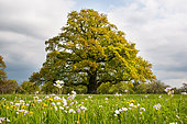 English oak (Quercus robur) in open field in spring, Alsace, France