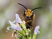 Ivy Bee (Colletes hederae) male on Common Calamint (Calamintha ascendens), solitary bees, Pays de Loire, France