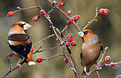 Hawfinch (Coccothraustes coccothraustes) males on a branch and rose hips, Regional Natural Park of Northern Vosges, France