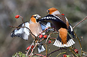 Hawfinch (Coccothraustes coccothraustes) males fighting on a branch and rose hips, Regional Natural Park of Northern Vosges, France