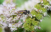 Pale Jawed Spiny Digger Wasp (Oxybelus mandibularis) on Mint (Mentha sp), Vosges du Nord Regional Natural Park, France