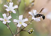 Mason wasp (Leptochilus regulus) on Baby's breath (Gypsophila sp), Vosges du Nord Regional Natural Park, France