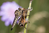 Kite-tailed Robberfly (Tolmerus atricapillus) eating a Burnet companion (Euclidia glyphica), Vosges du Nord Regional Natural Park, France