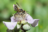 Leaf-cutting bee (Megachile pilidens) female on bramble, Mont Ventoux, Provence, France