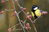 Great Tit (Parus major) on a branch and rose hips, Regional Natural Park of Northern Vosges, France