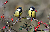Great Tits (Parus major) on a branch and rose hips, Regional Natural Park of Northern Vosges, France