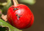 Cherry fruit fly (Rhagoletis cerasi) on cherry, Vosges du Nord Regional Natural Park, France