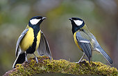 Great Tits (Parus major) challenging on a branch, Regional Natural Park of Northern Vosges, France