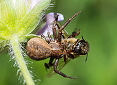 Crab Spider (Xysticus cristatus) catching a Honey bee (Apis mellifera), Vosges du Nord Regional Natural Park, France