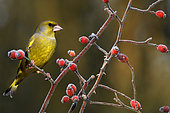Greenfinch (Carduelis chloris) male on a branch and rose hips, Regional Natural Park of Northern Vosges, France