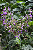 Brillantaisia (Brillantaisia owariensis) en fleurs dans un jardin privé, La Réunion