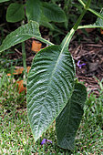 Brillantaisia (Brillantaisia owariensis) leaves in a private garden, Reunion