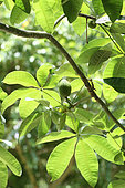 Money tree (Pachira glabra) in a private garden, Reunion