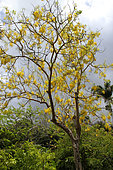 Cytise indien (Cassia fistula) en fleurs dans un jardin privé, La Réunion