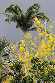 Cytise indien (Cassia fistula) en fleurs dans un jardin privé, La Réunion