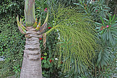 Bottle palm (Hyophorbe lagenicaulis) dans un jardin privé, La Réunion.