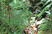 Spikemoss (Selaginella sinuosa) in the undergrowth, Reunion